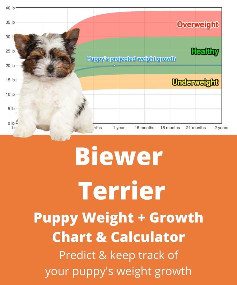 biewer-yorkshire-terrier Puppy Weight Growth Chart biewer-yorkshire-terrier Puppy Weight Growth Chart